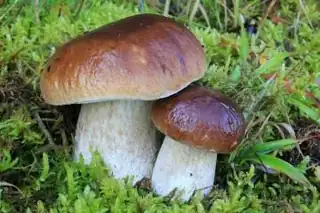 Porcini Mushrooms in South Bohemia