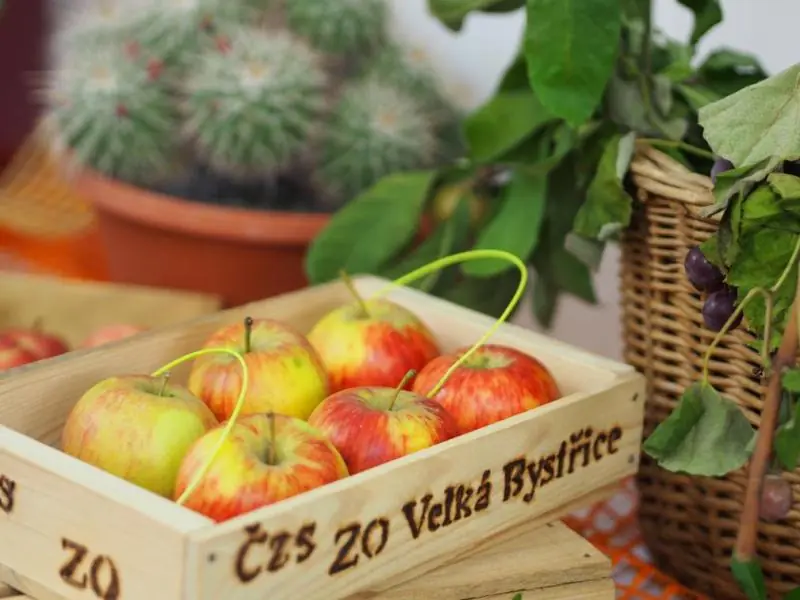 Autumn Fruit, Vegetable and Flower Exhibition — Amfiteátr, Velká Bystřice