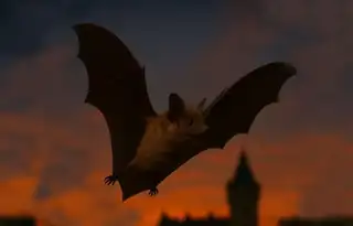Bat Night