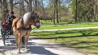 Horse-Drawn Carriage Ride