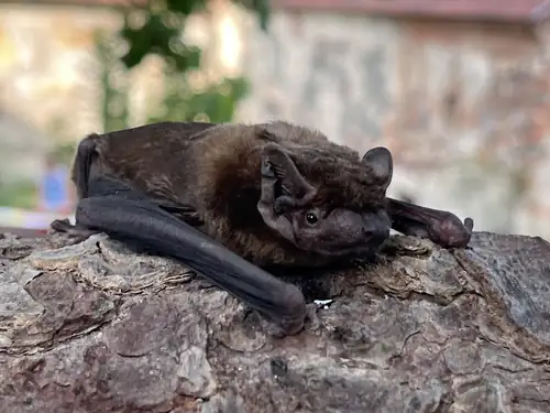 Netopýří noc
