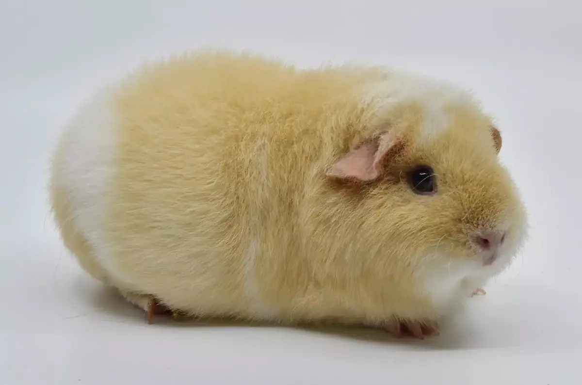 25th Special Guinea Pig Exhibition in Prague — Toulcův dvůr (stáje), Prague