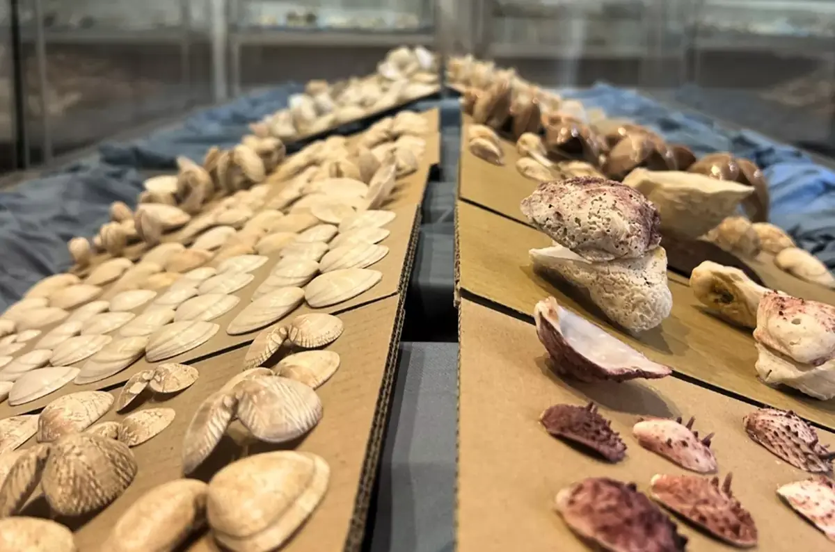 Mediterranean Shells - A Fascinating World Hidden in the Ocean Depths — Oblastní Muzeum v Lounech, Louny