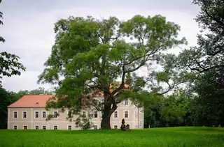Tree of the Year 2026 - Quarter-Century Tree Poll