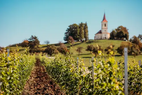 Fake Wine Harvest on Trial