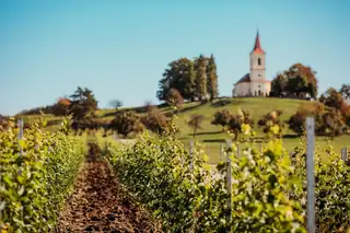 Fake Wine Harvest on Trial