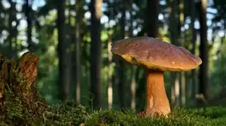 Autumn Mushroom Walk with Mycologist Daniela Jirouškova