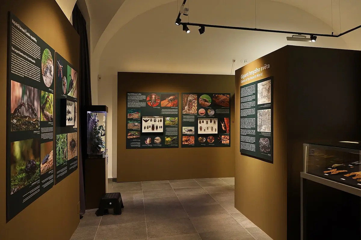 Bizarre Insects - Guided Tours in English and Ukrainian — Moravian Land Museum, Brno