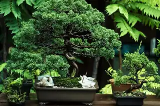 Ausstellung von Bonsai der Prager Bonsai-Gesellschaft