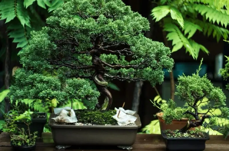 Exhibition of Bonsai by the Prague Bonsai Society — Botanical Garden of the Faculty of Science, Charles University, Prague