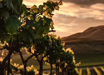 Exhibition "With a Plant Pathologist in the Vineyard"