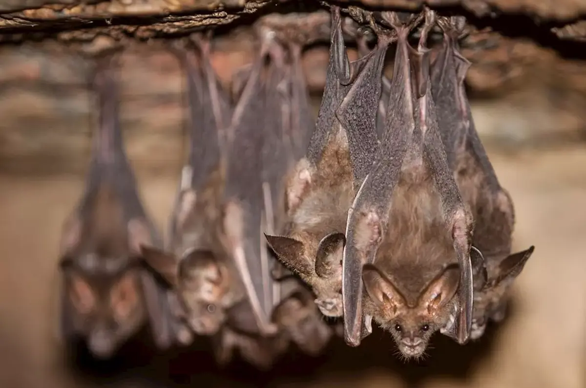 Ніч кажанів у зоопарку Оломоуця 2026 — Zoologická zahrada Olomouc, Оломоуц