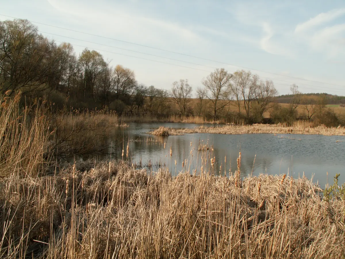 Rybník Rosnička