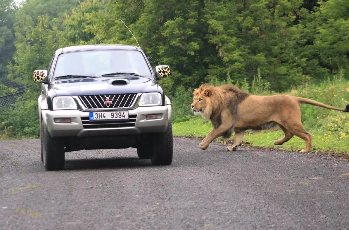 Safari Park Dvůr Králové