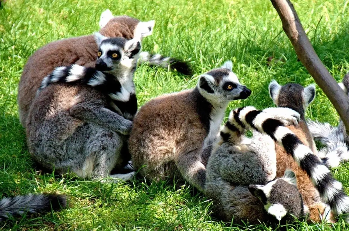 Zoologická zahrada Olomouc
