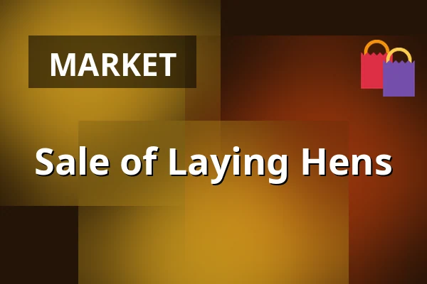 Sale of Laying Hens — Pod Hradiskem, Budislav
